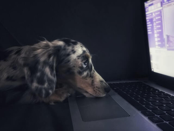 One in six people use pet's name as password
