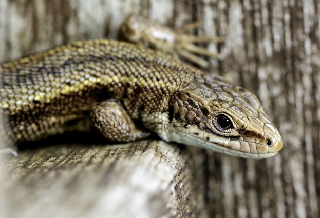 Lizard Squad DDoS-for-hire service hacked - users' details revealed
