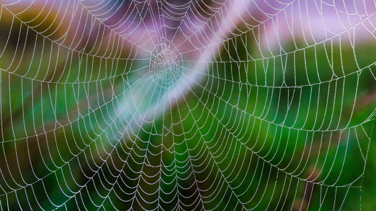 Scattered Spider: ¿quiénes son estos cibercriminales y por qué el mundo los vigila?