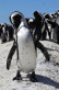 Pingu Cleans Up: una estafa de suscripción en Google Play